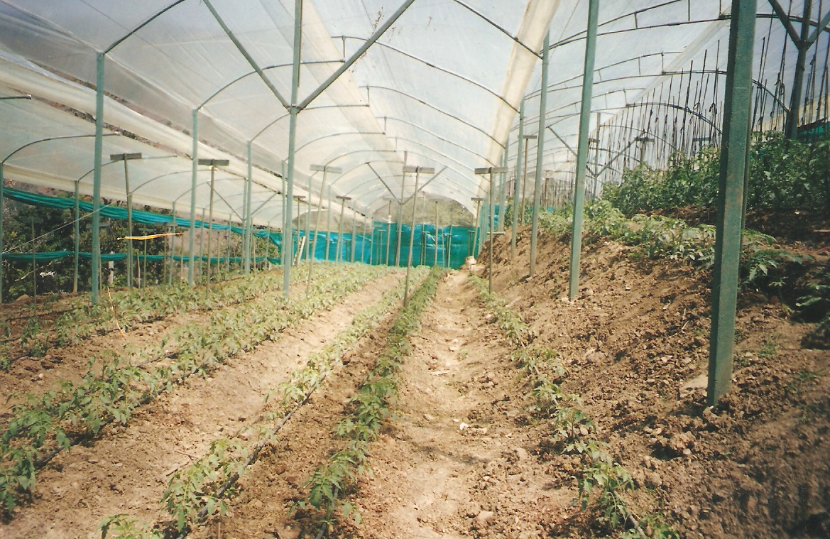 Invernadero para tomates en estructura de madera plástica maderplast invernadero en metal plástico invernadero de tomate vidrio plástico aluminio plástico invernadero de tomateras y tomates 001 Invernadero para tomates en estructura de madera plástica maderplast invernadero en metal plástico invernadero de tomate vidrio plástico aluminio plástico invernadero de tomateras y tomates 001 Invernadero para tomates en estructura de madera plástica maderplast invernadero en metal plástico invernadero de tomate vidrio plástico aluminio plástico invernadero de tomateras y tomates 001